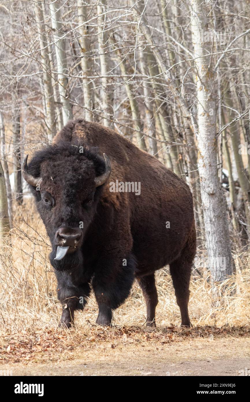 Un bison des plaines au parc national Elk Island à Ablerta, Canada Banque D'Images