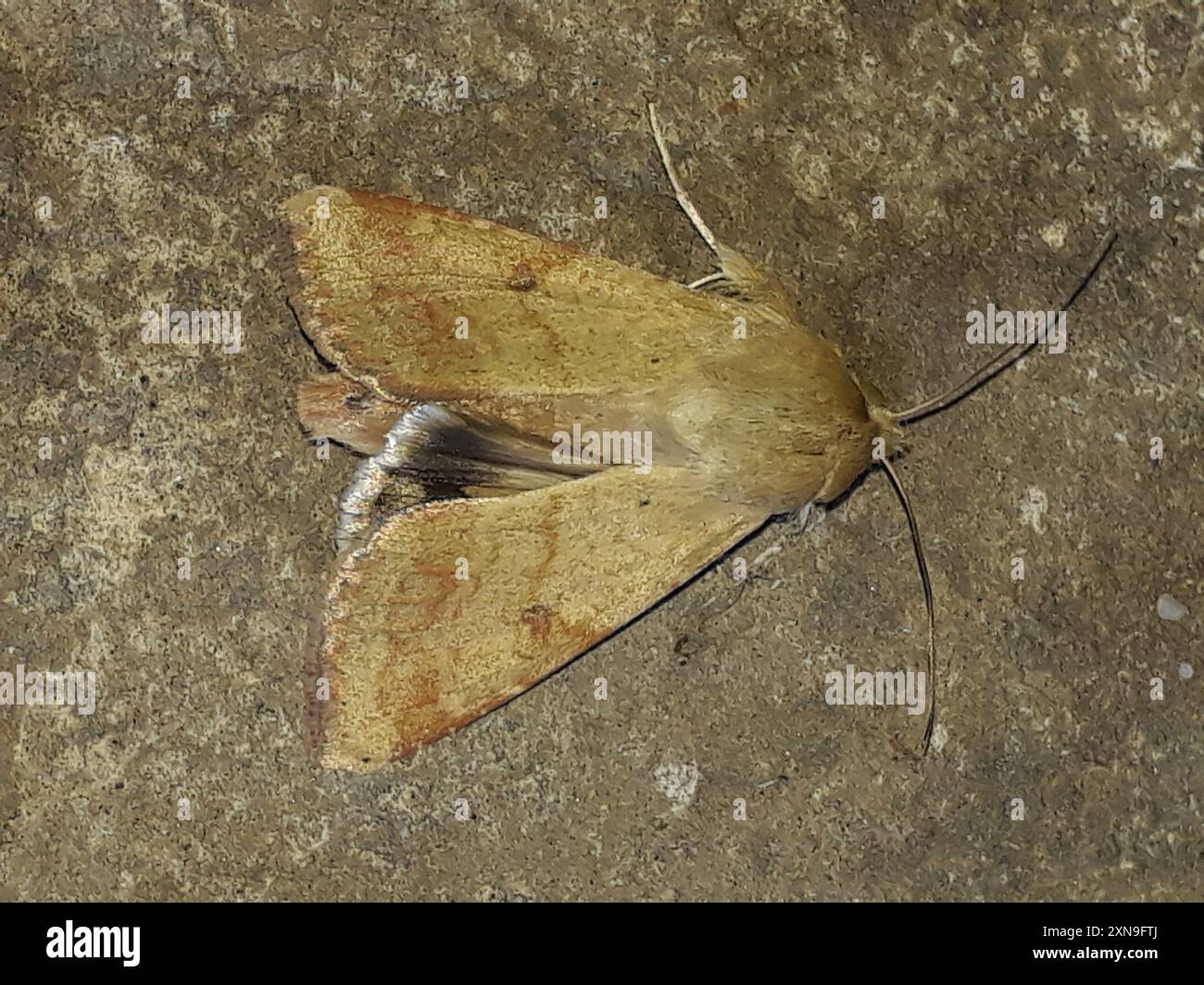 Insecte de la teigne du coton (Helicoverpa armigera) Banque D'Images