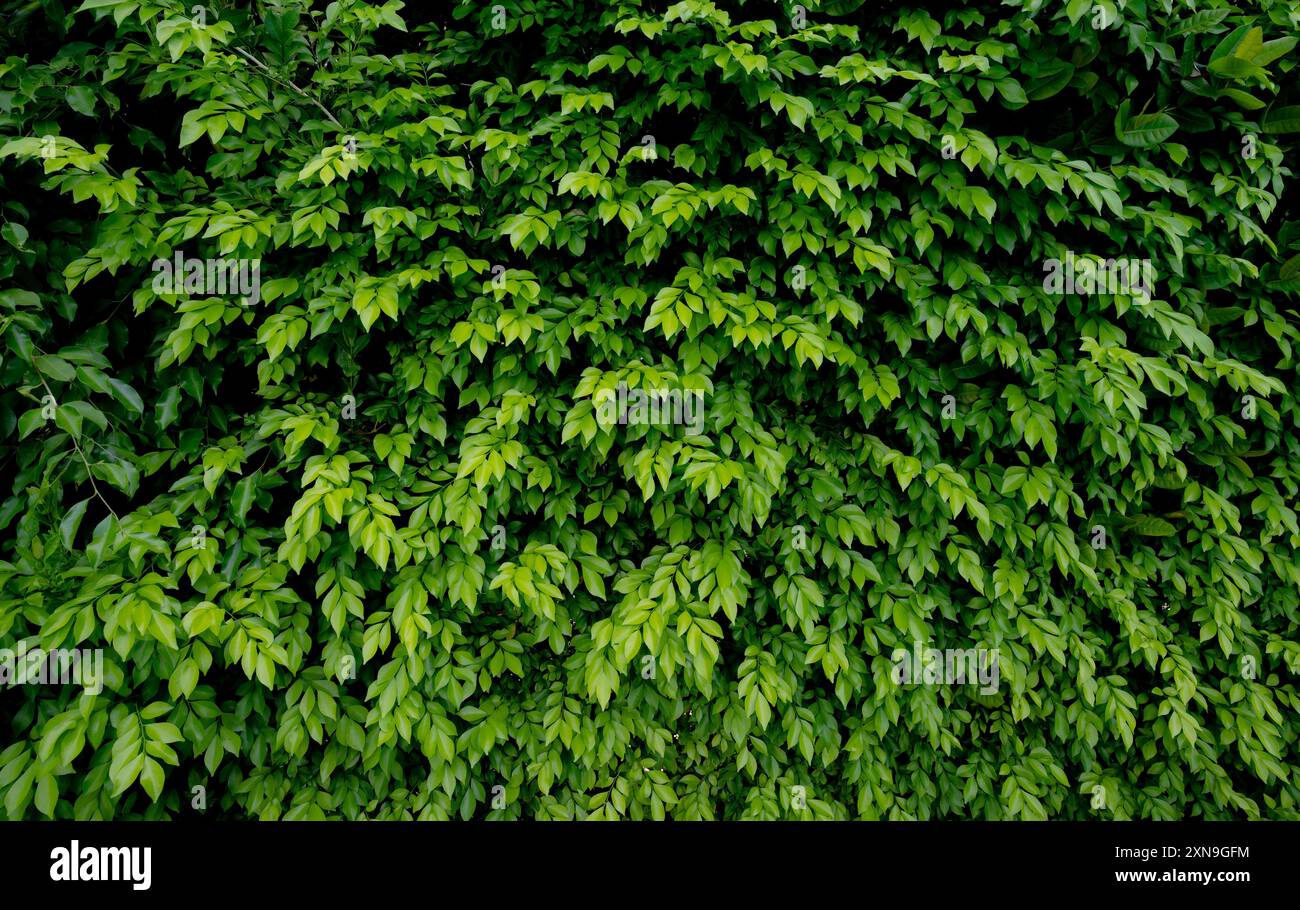 Petites feuilles vertes sur fond de texture de la paroi de haie. Gros plan plante de haie verte dans le jardin. Mur de haies écologique à feuilles persistantes. Toile de fond naturelle. La beauté dans la nature Banque D'Images