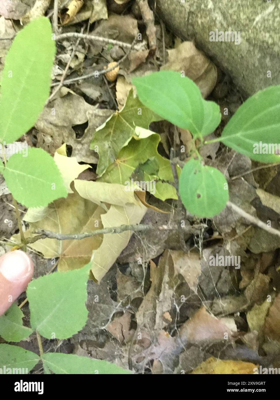 Hickory bitternut (Carya cordiformis) Plantae Banque D'Images