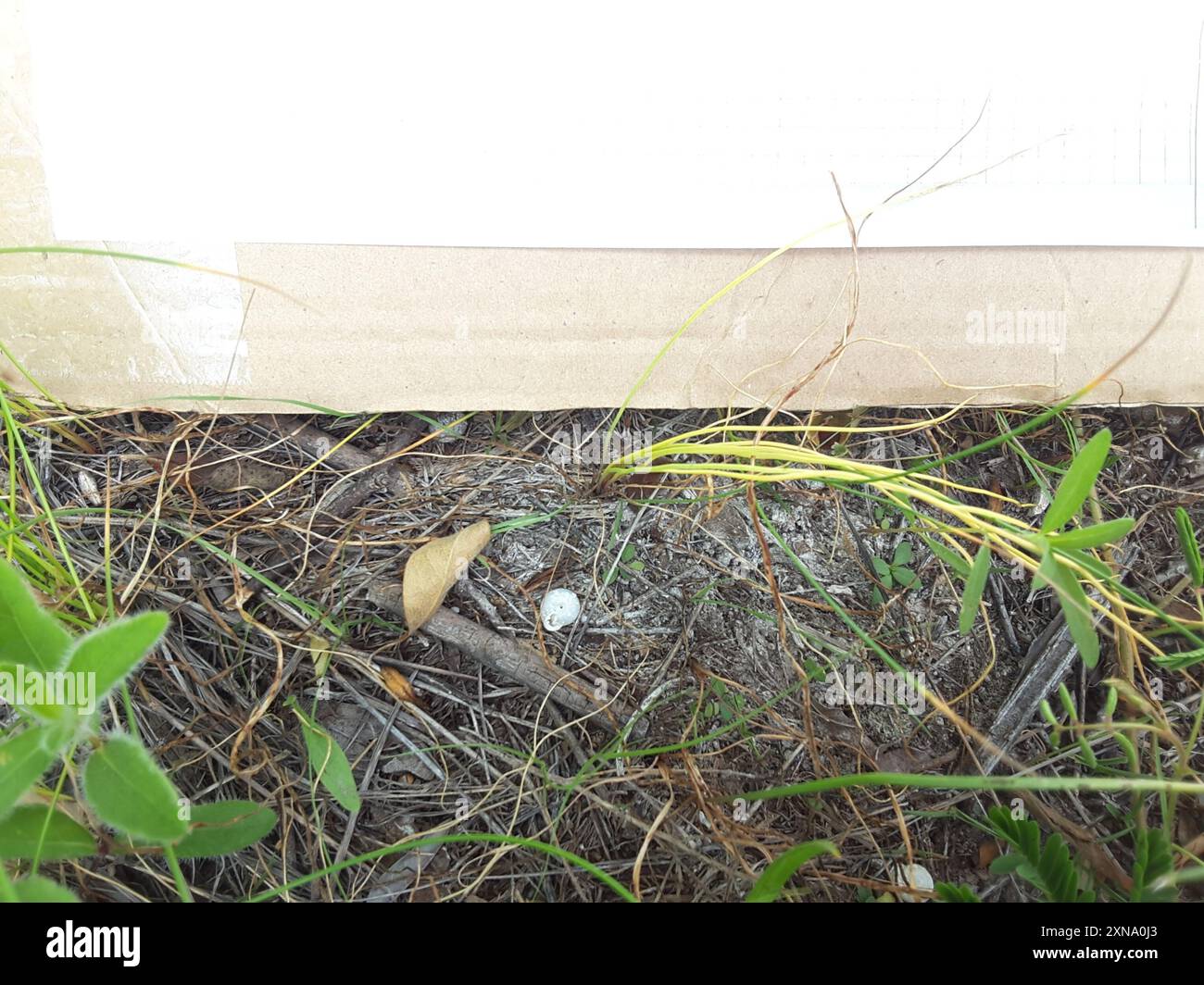 Quillwort de Butler (Isoetes butleri) Plantae Banque D'Images