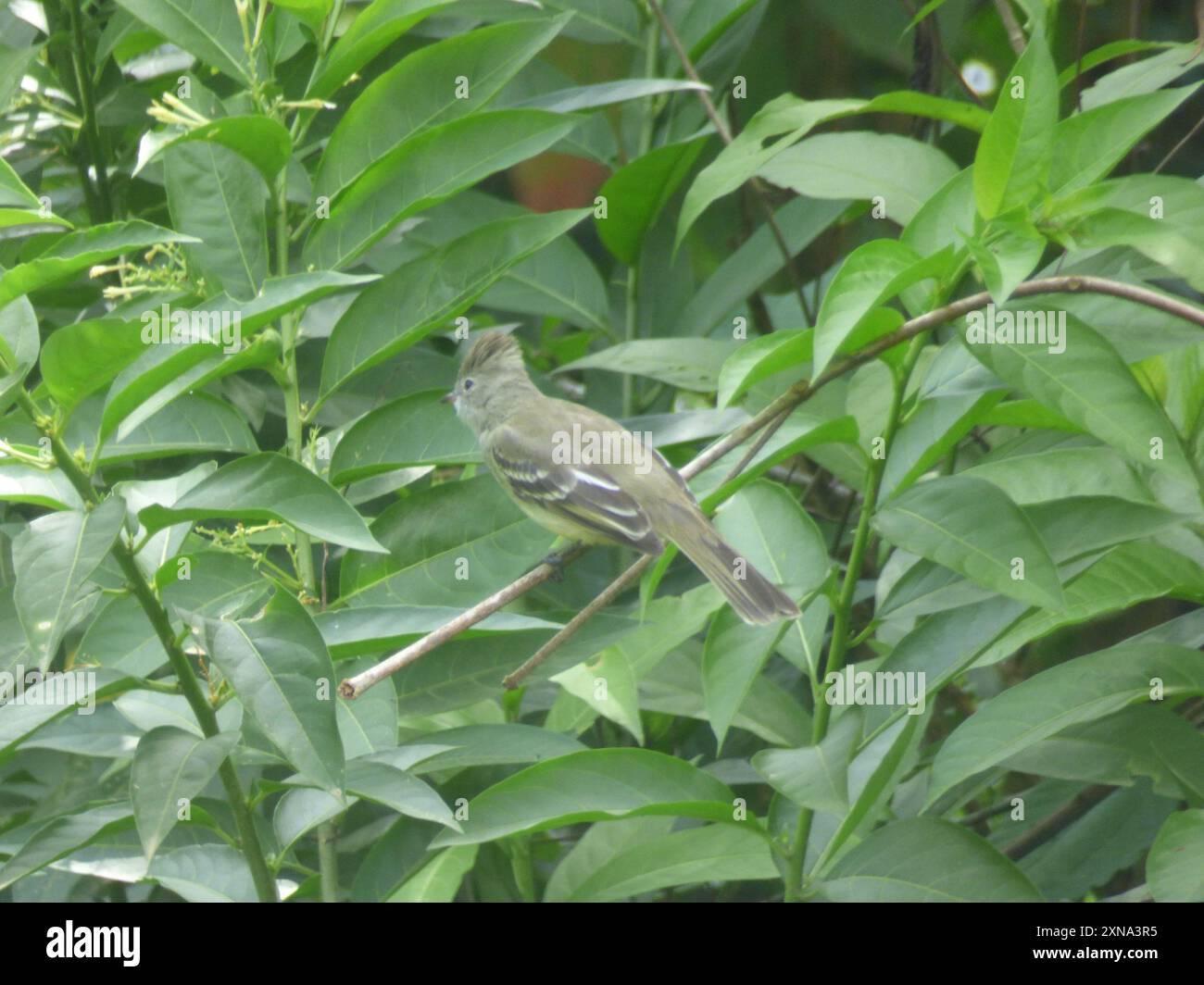 Elaenia à ventre jaune (Elaenia flavogaster) Aves Banque D'Images