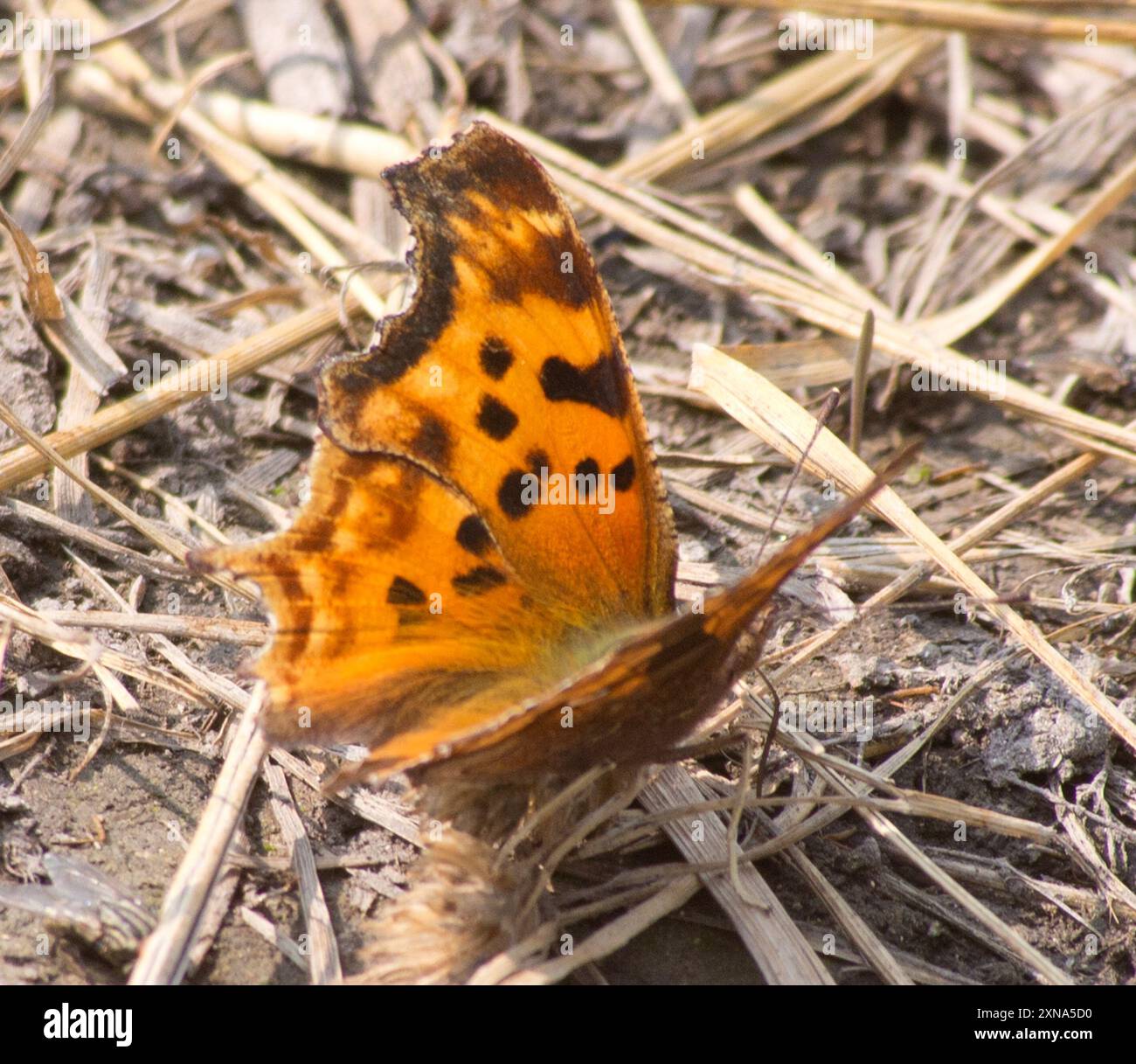 Satyre virgule (Polygonia satyrus) insecte Banque D'Images