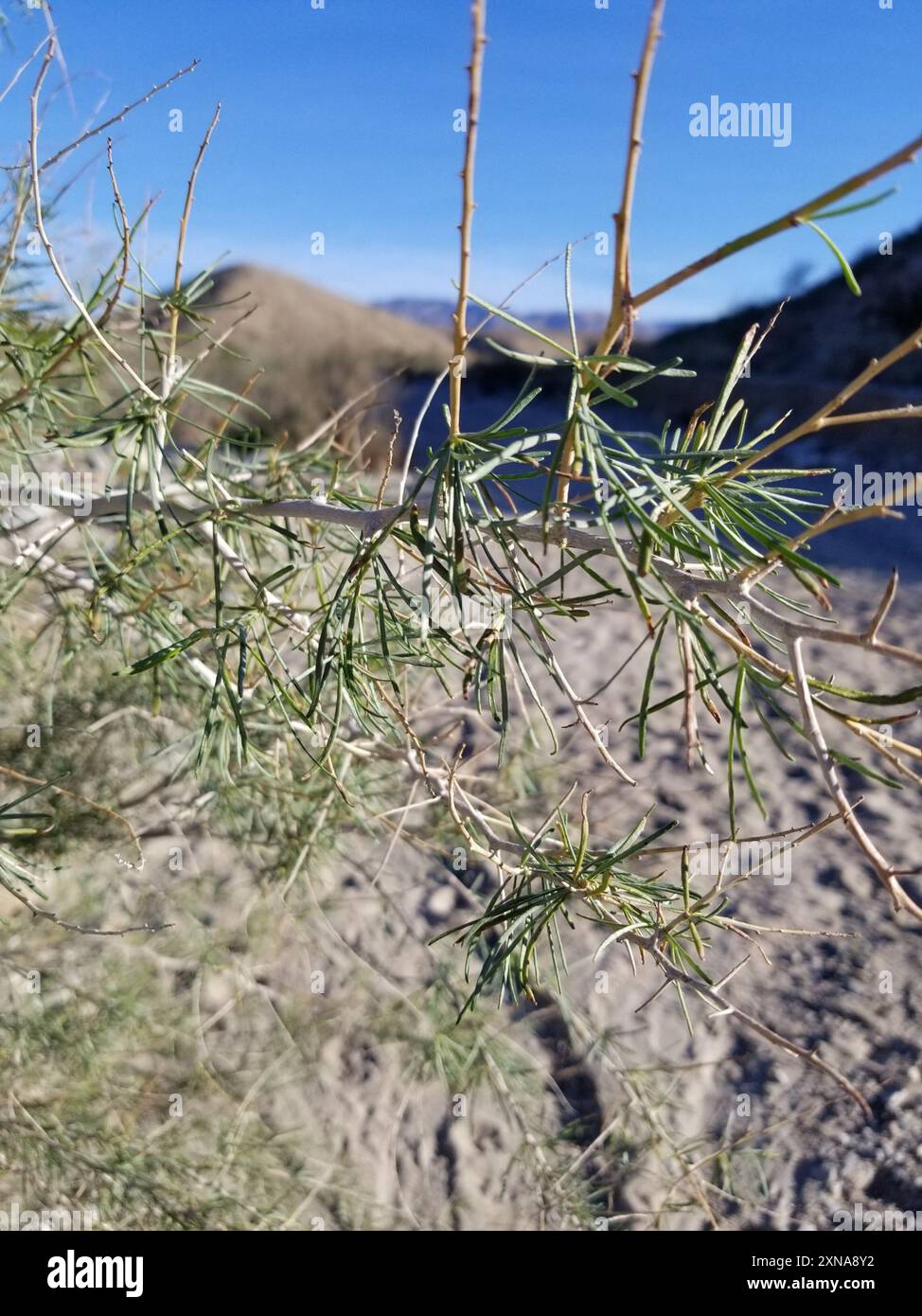 Indigobush (Psorothamnus schottii) Plantae de Schott Banque D'Images