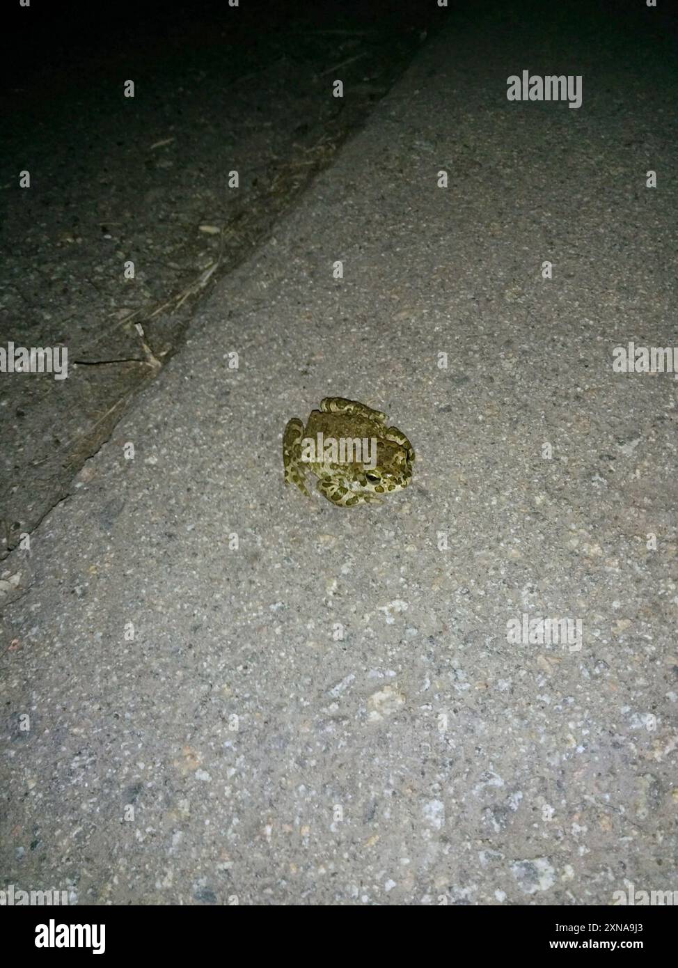 Crapaud variable (Bufotes viridis sitibundus) amphibiens Banque D'Images