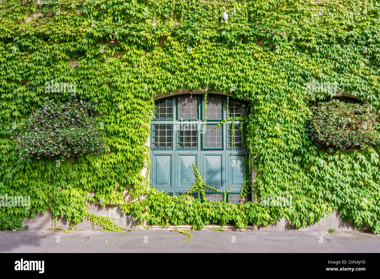 Façade couverte de lierre d'une vieille maison à Milan, Italie Banque D'Images