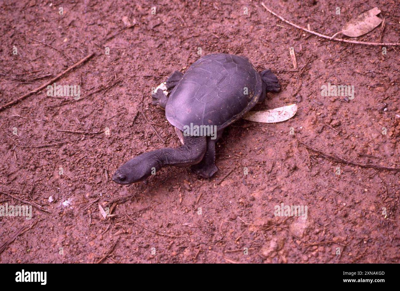 Tortue à cou de serpent du sud-ouest (Chelodina oblonga) Reptilia Banque D'Images