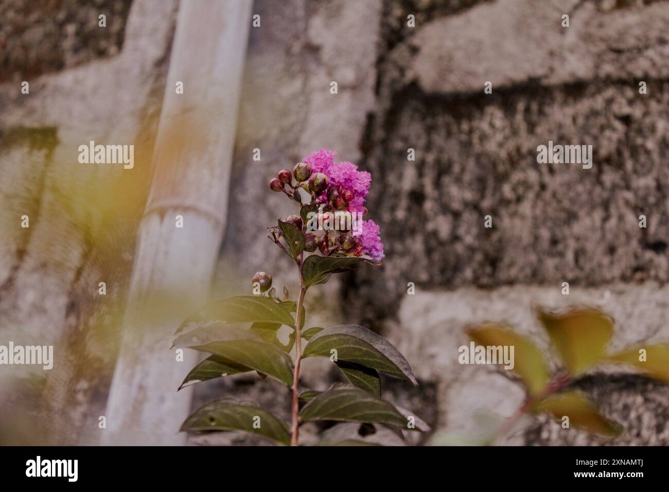Lagerstroemia indica Banque D'Images