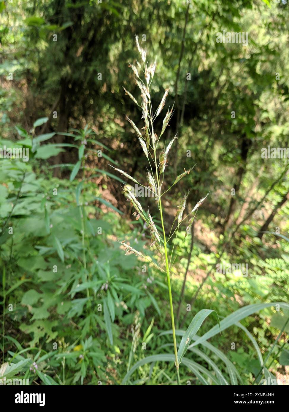 Herbe gelée (Spodiopogon sibiricus) Plantae Banque D'Images