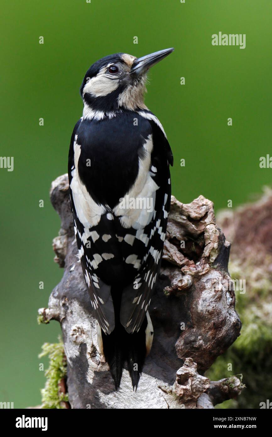 GRAND PIC TACHETÉ (Dendrocopos major), femelle sur une souche, Royaume-Uni. Banque D'Images