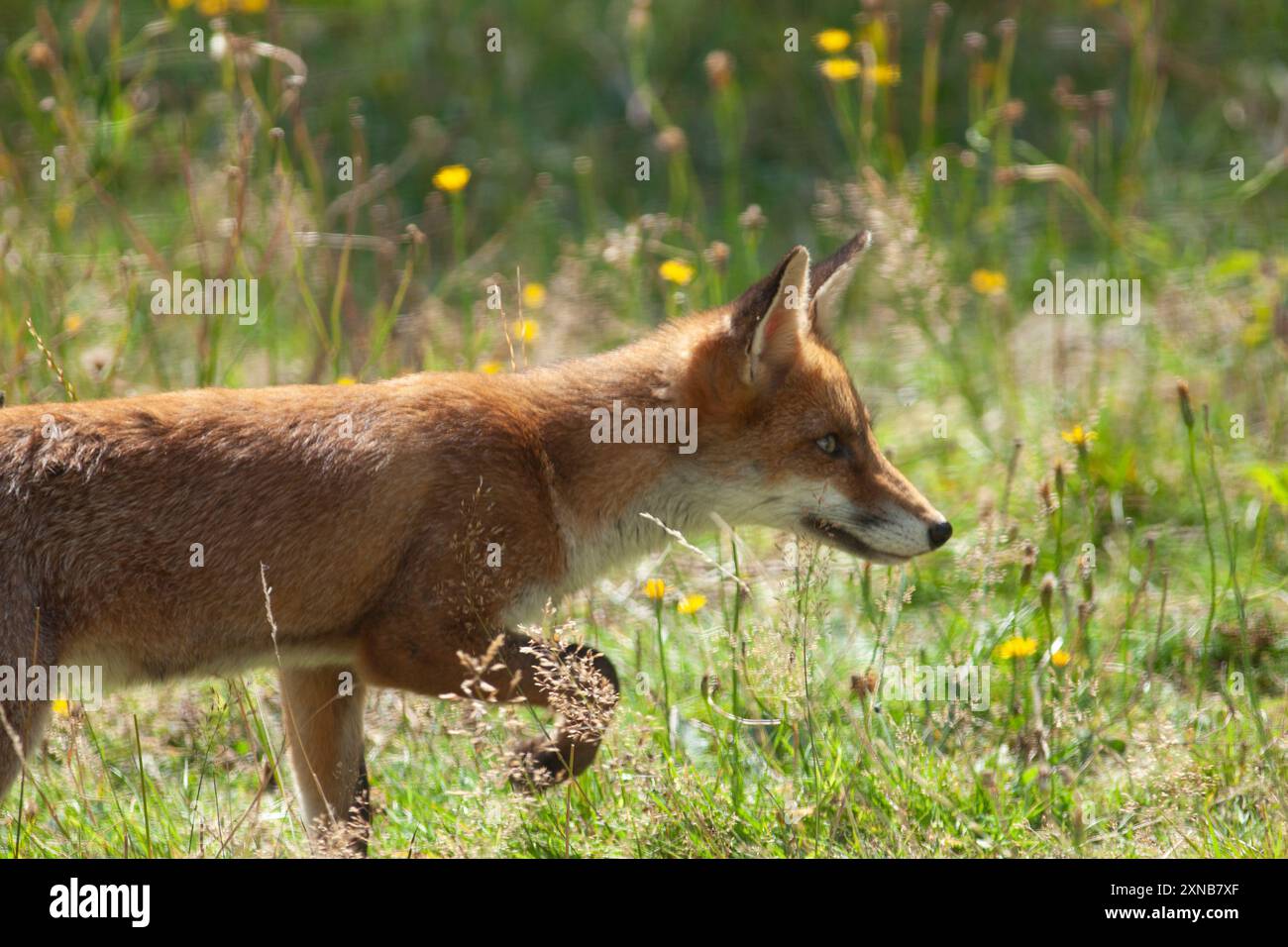 Météo britannique, Londres, 31 juillet 2024 : par une journée ensoleillée avec des températures prévues pour atteindre 28 C, un renard femelle explore un jardin à Clapham. L'herbe n'a pas été tondue depuis trois mois, ce qui en fait un terrain de chasse fertile pour les insectes qui font partie de l'alimentation des renards. Elle et ses frères et sœurs sont nés dans le jardin fin mars. Trois de la portée de cinq ont survécu. Crédit : Anna Watson/Alamy Live News Banque D'Images