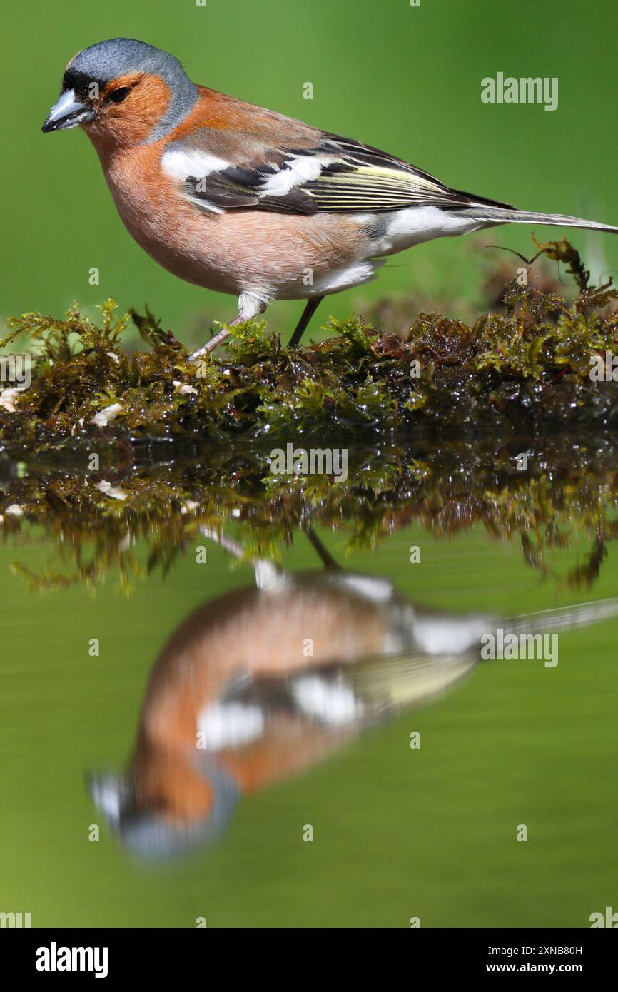 CHAFFINCH (Fringilla coelebs), mâle avec réflexion, Royaume-Uni. Banque D'Images
