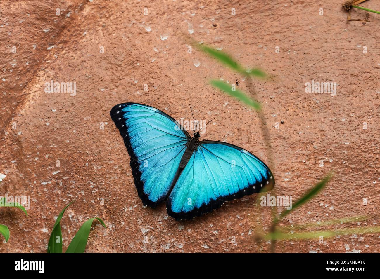 Morpho peleides, également connu sous le nom de morpho bleu andin, exposé au sanctuaire des papillons de Mindo en Équateur. L'image capture l'attaque du papillon Banque D'Images