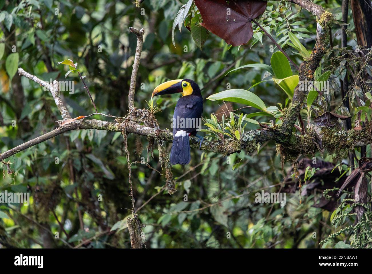 Choco Toucan (Ramphastos brevis) observé dans la forêt luxuriante de Mindo, Équateur. L'image met en valeur le bec et le plumage colorés distinctifs du toucan Banque D'Images