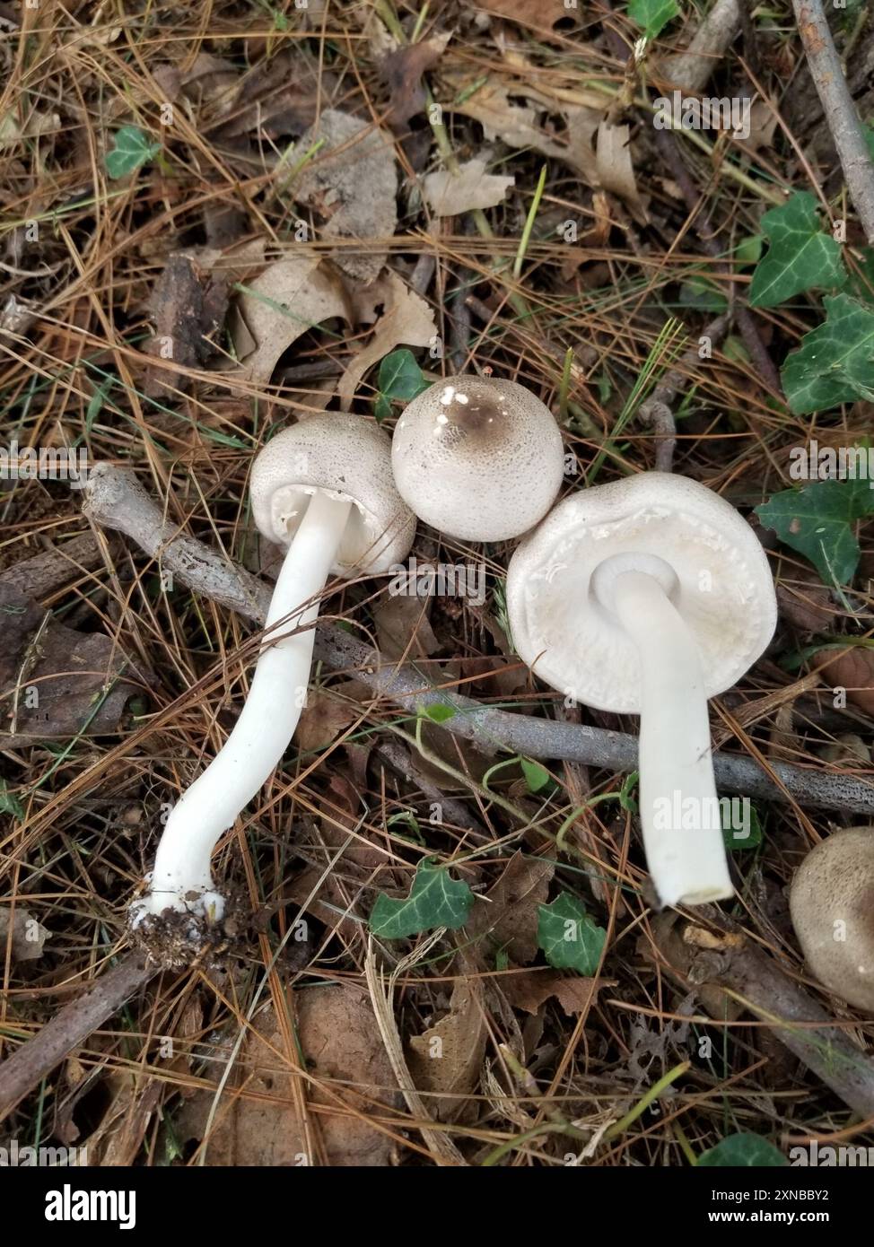Champignons jaunes (Agaricus xanthodermus) Banque D'Images