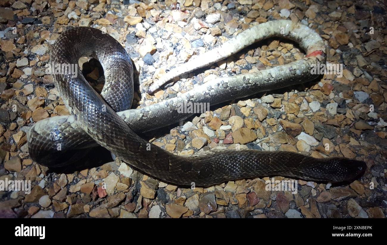 Serpent royal des Prairies (Lampropeltis calligaster) Reptilia Banque D'Images