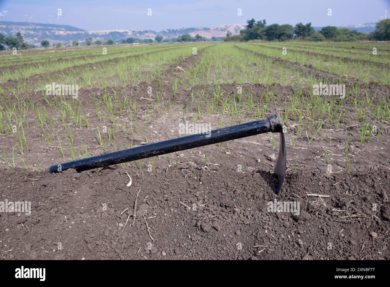 Bêche est gardée dans le champ, champ d'ail, pelle en fer, concept agricole Banque D'Images