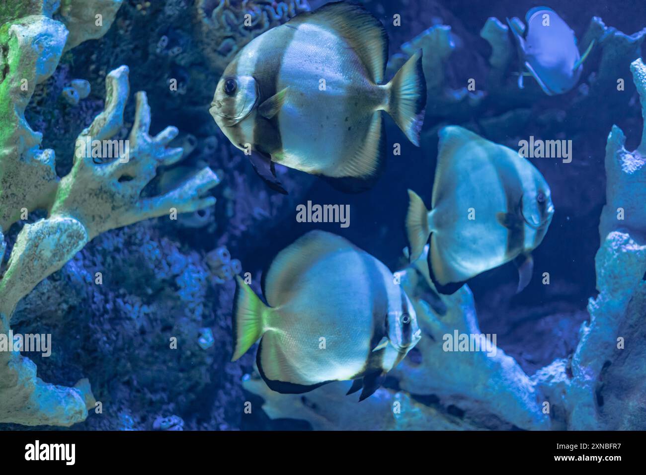Sauvage exotique beau poisson nageant dans l'aquarium Banque D'Images