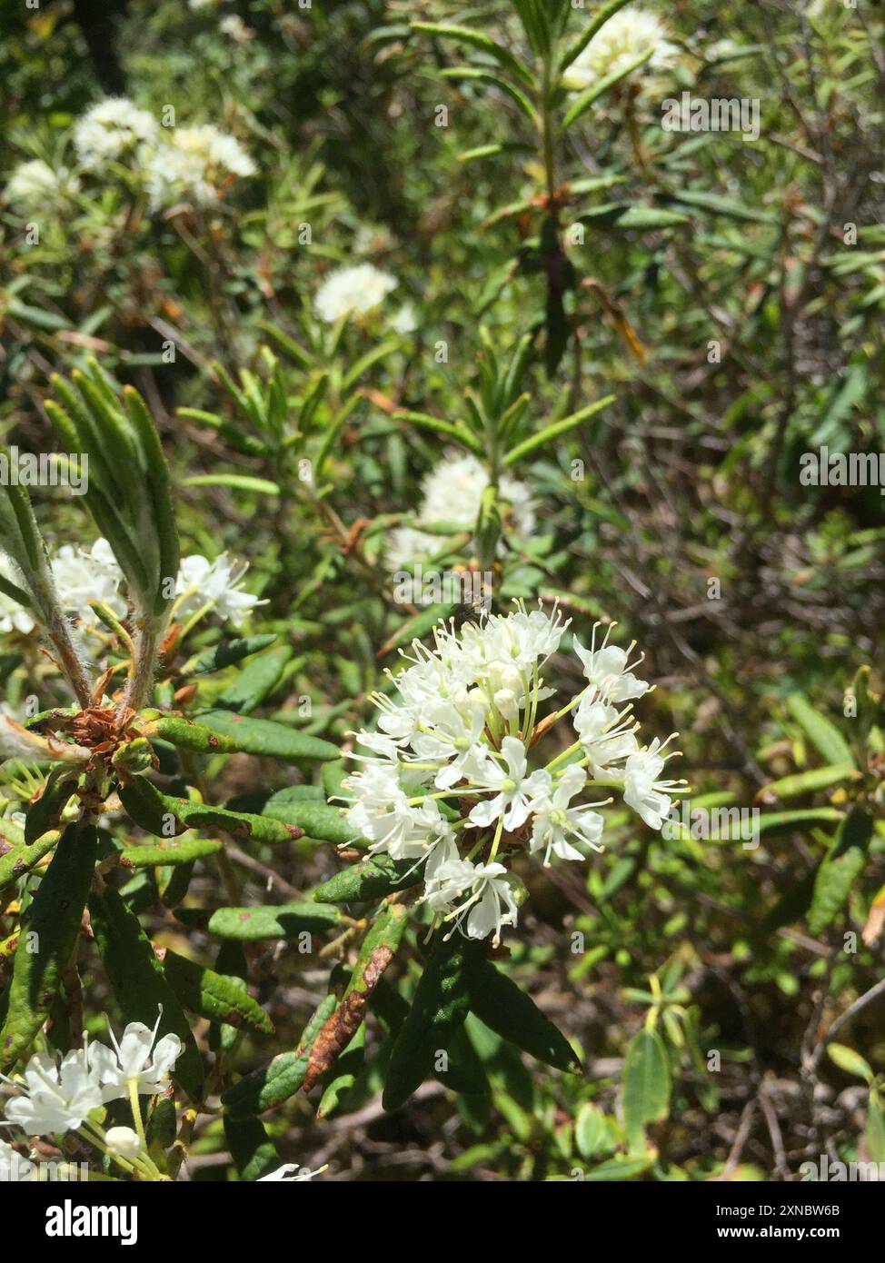 Thé du Labrador (Rhododendron groenlandicum) Plantae Banque D'Images