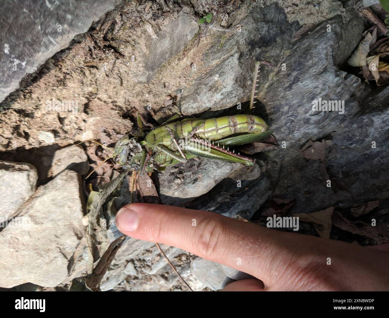 Grande insecte de sauterelle verte (Chondracris rosea) Banque D'Images