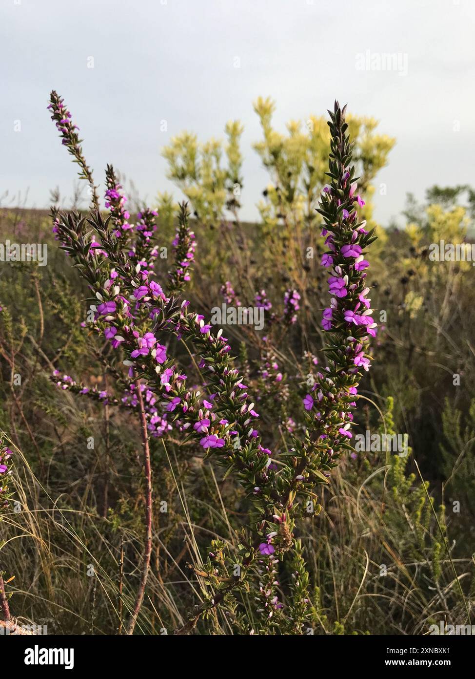 Pricket Purplegorse (Muraltia heisteria) Plantae Banque D'Images