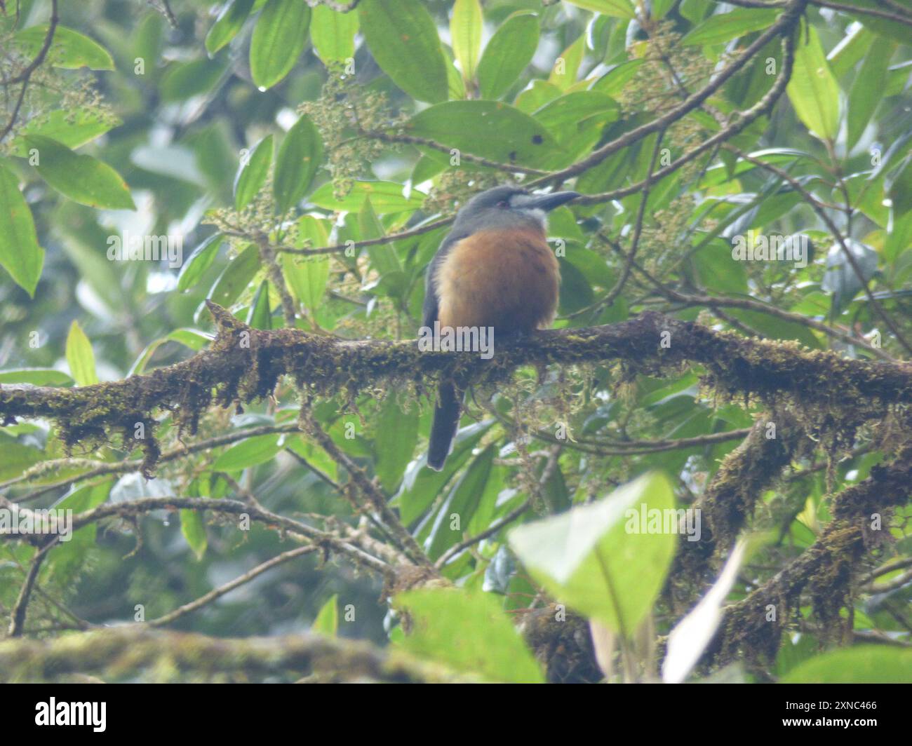 Nunbird à face blanche (Hapaloptila castanea) Aves Banque D'Images