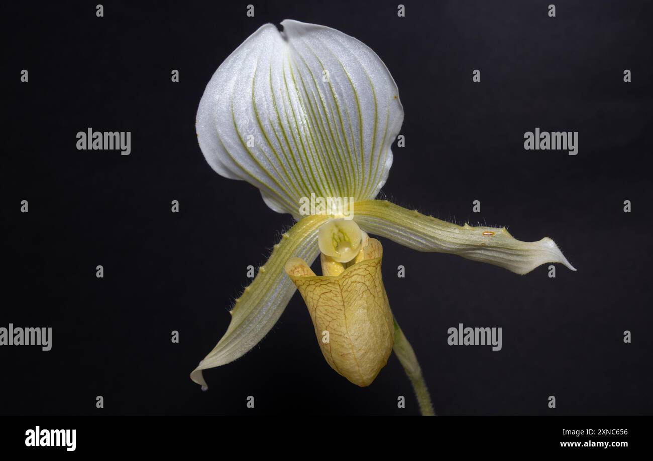 Les orchidées tropicales sont maintenant des plantes d'intérieur populaires dans le monde entier. Améliorations dans l'horticulture signifie que la pollinisation complexe et la symbiose avec le champignon Banque D'Images