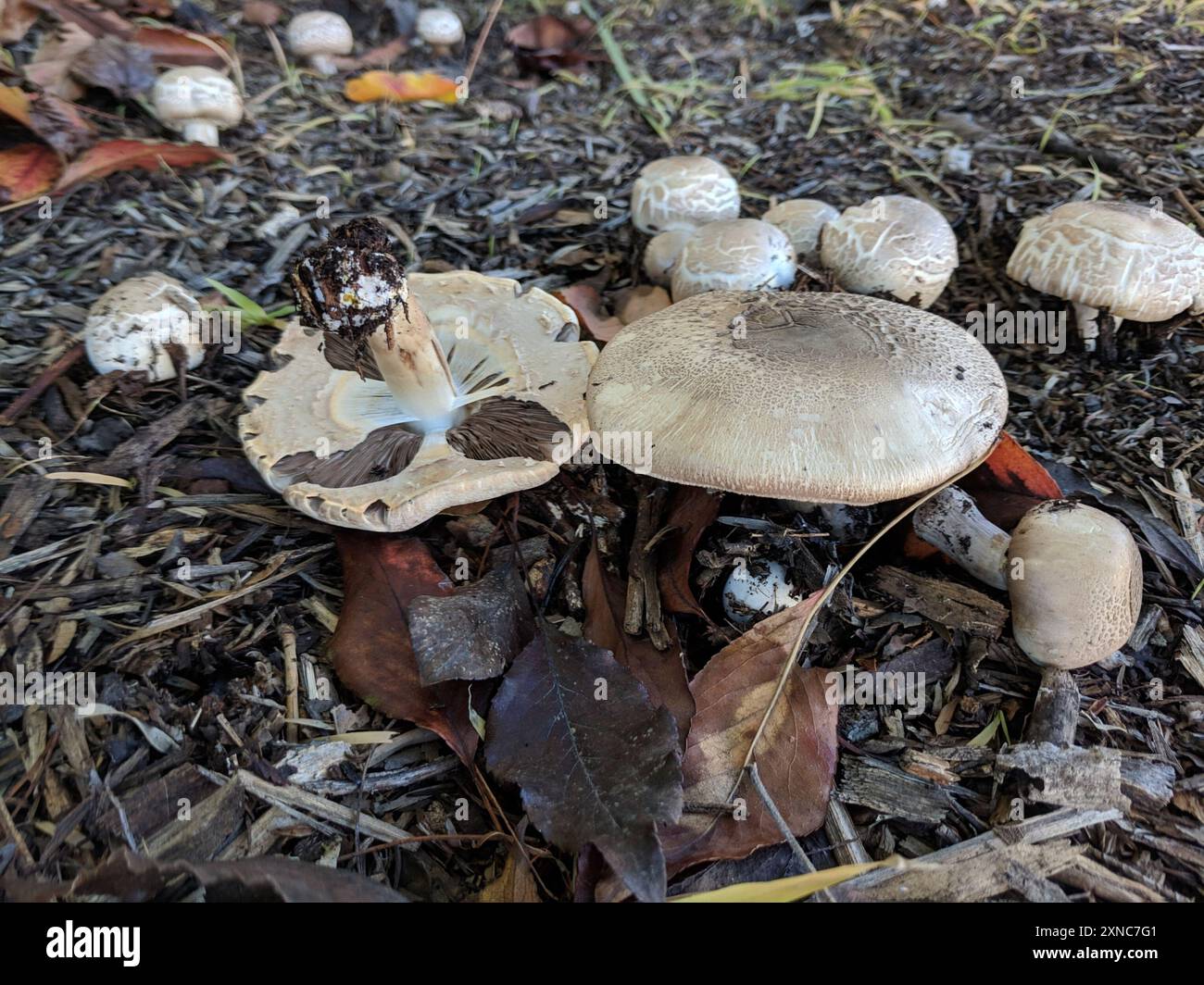 Champignons jaunes (Agaricus xanthodermus) Banque D'Images