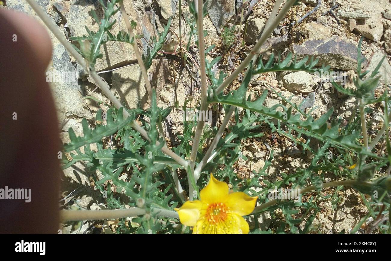 Blazingstar de Lindley (Mentzelia lindleyi) Plantae Banque D'Images