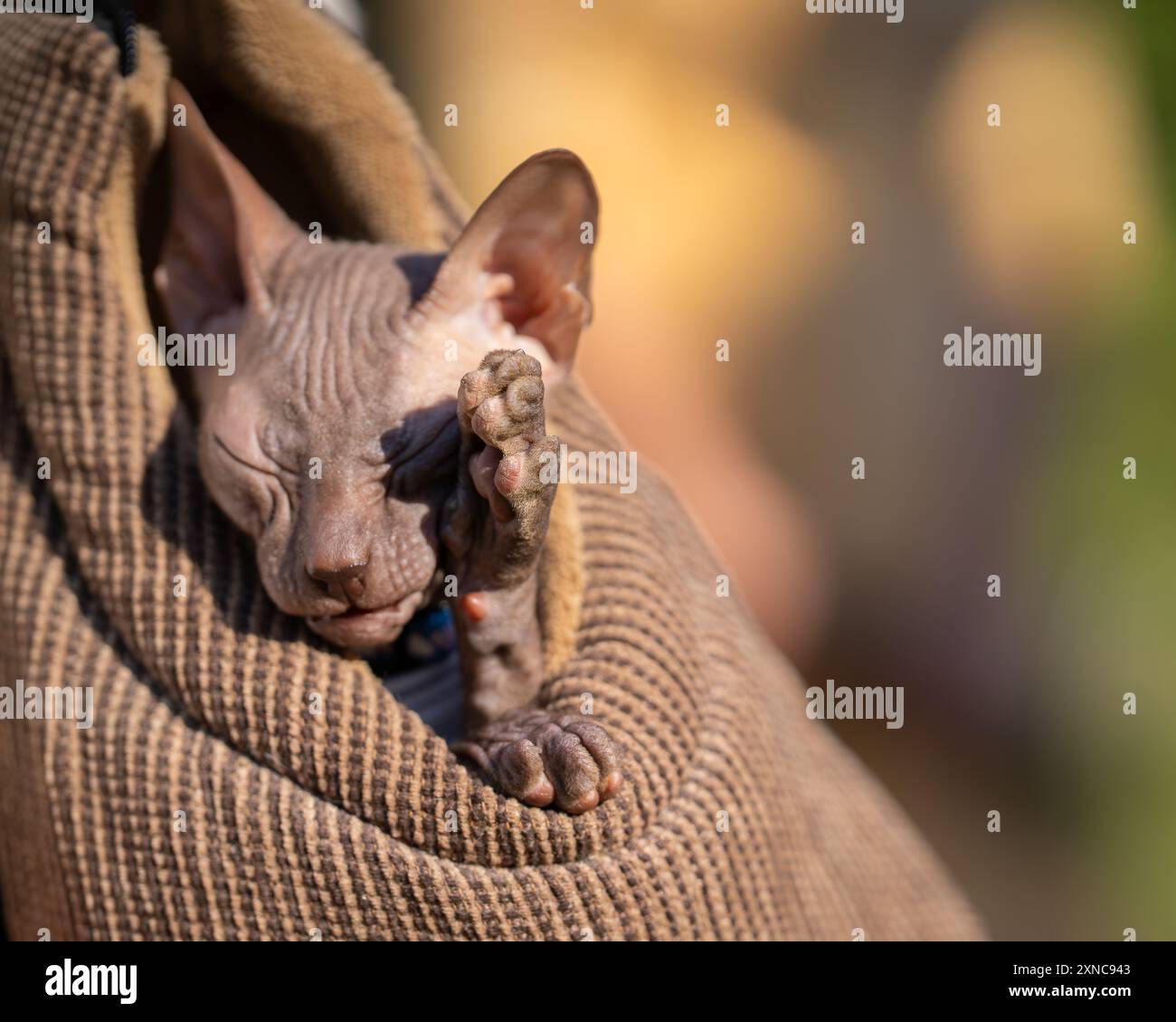 Chat chauve à la peau ridée couvre son visage avec sa patte. Chat canadien Sphynx se lavant le visage avec une patte . Vue rapprochée du chat mignon sans poils dans le sac. Banque D'Images