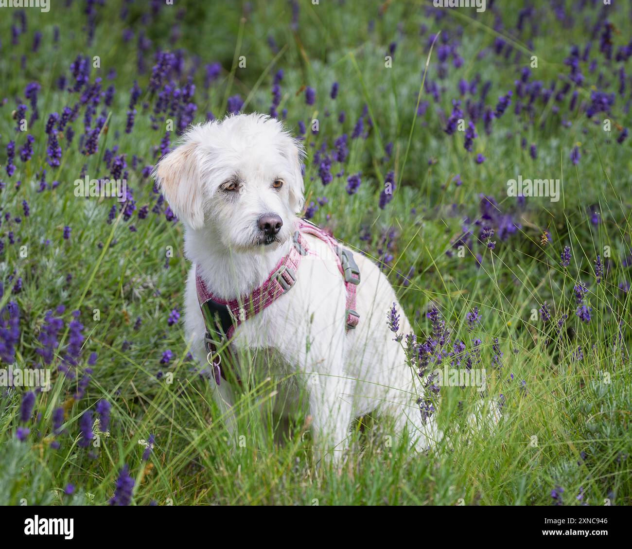 Chien maltais posant dans un champ de lavande violette. Chien maltais blanc pose dans un champ de fleurs de lavande violettes. Banque D'Images