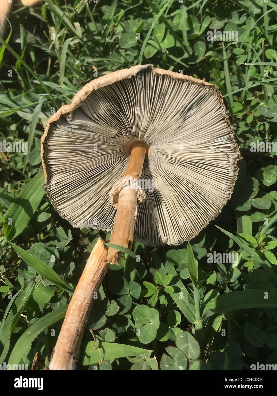 Champignons jaunes (Agaricus xanthodermus) Banque D'Images