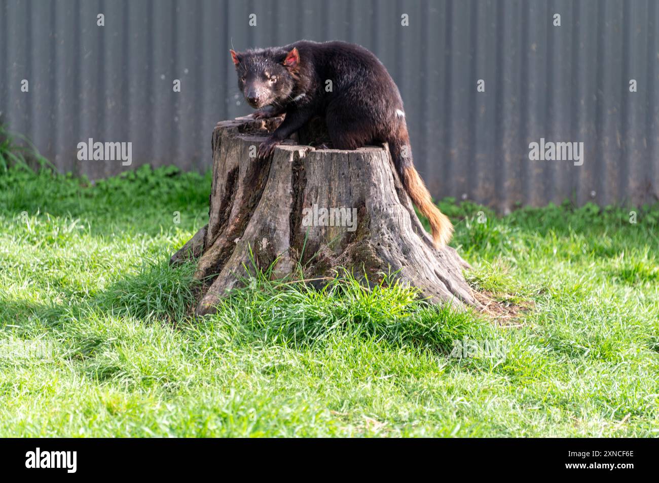 Un diable de Tasmanie dans son enclos de la côte est Natureworld se trouve la faune naturelle et l'écologypark de Tasmanie à Bicheno sur la côte est de tas Banque D'Images