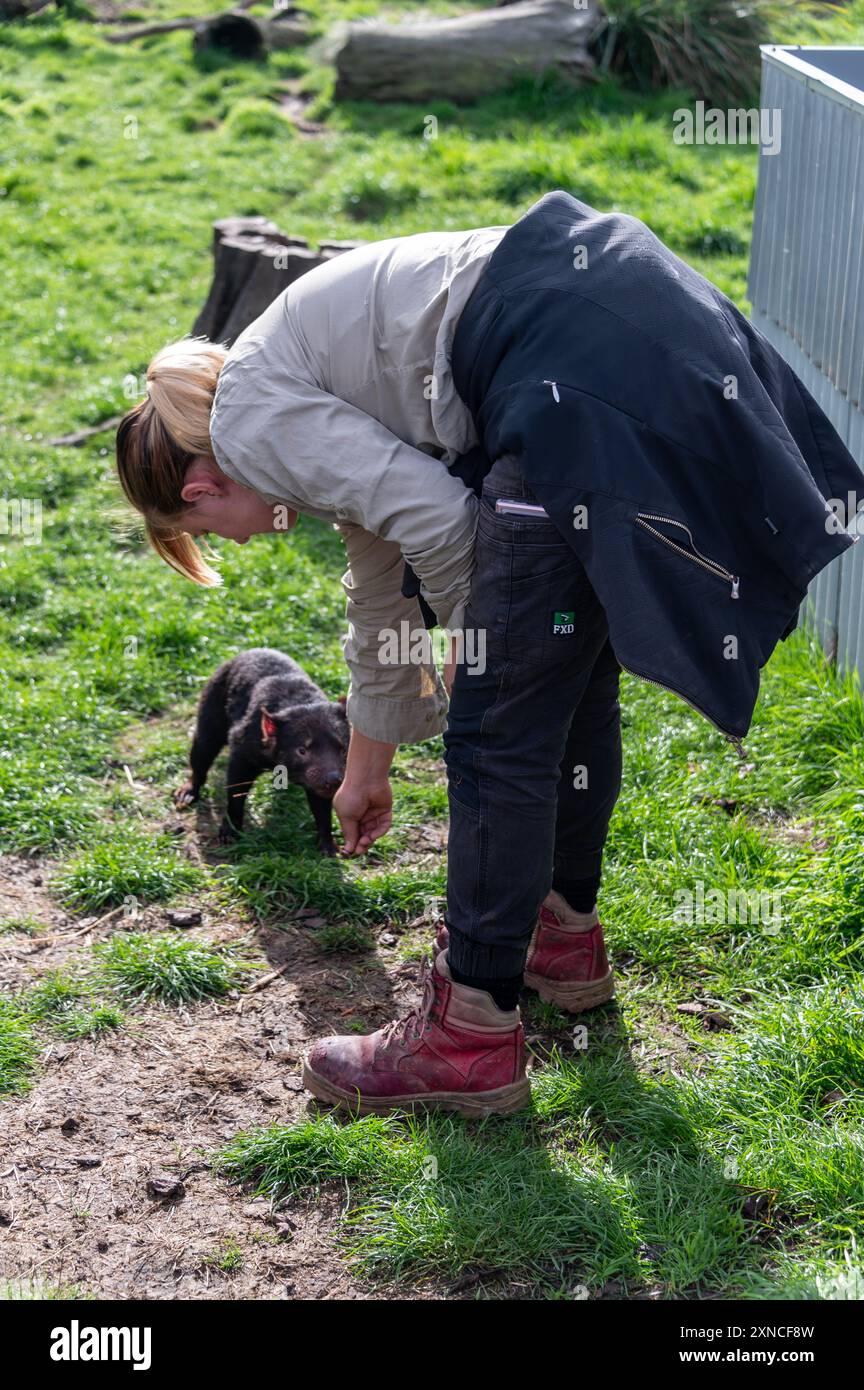 Un diable de Tasmanie dans son enclos avec son gardien sur la côte est Natureworld se trouve la faune et l'écologypark de Tasmanie à Bicheno à l'est Banque D'Images