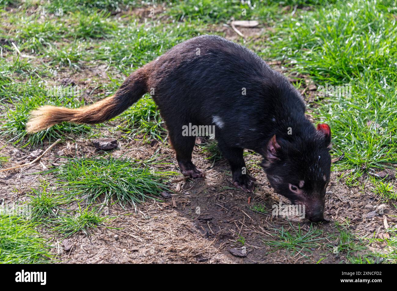 Un diable de Tasmanie dans son enclos de la côte est Natureworld se trouve la faune naturelle et l'écologypark de Tasmanie à Bicheno sur la côte est de tas Banque D'Images