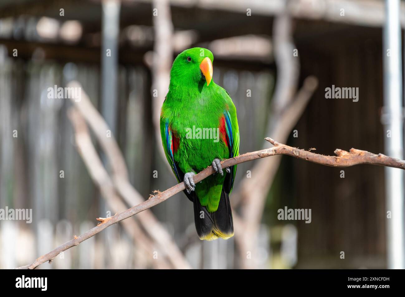 Un perroquet mâle vert Eclectus (Eclectus roratus) dans son enclos à East Coast Natureworld, un parc naturel de Tasmanie et d'écologie à Bic Banque D'Images