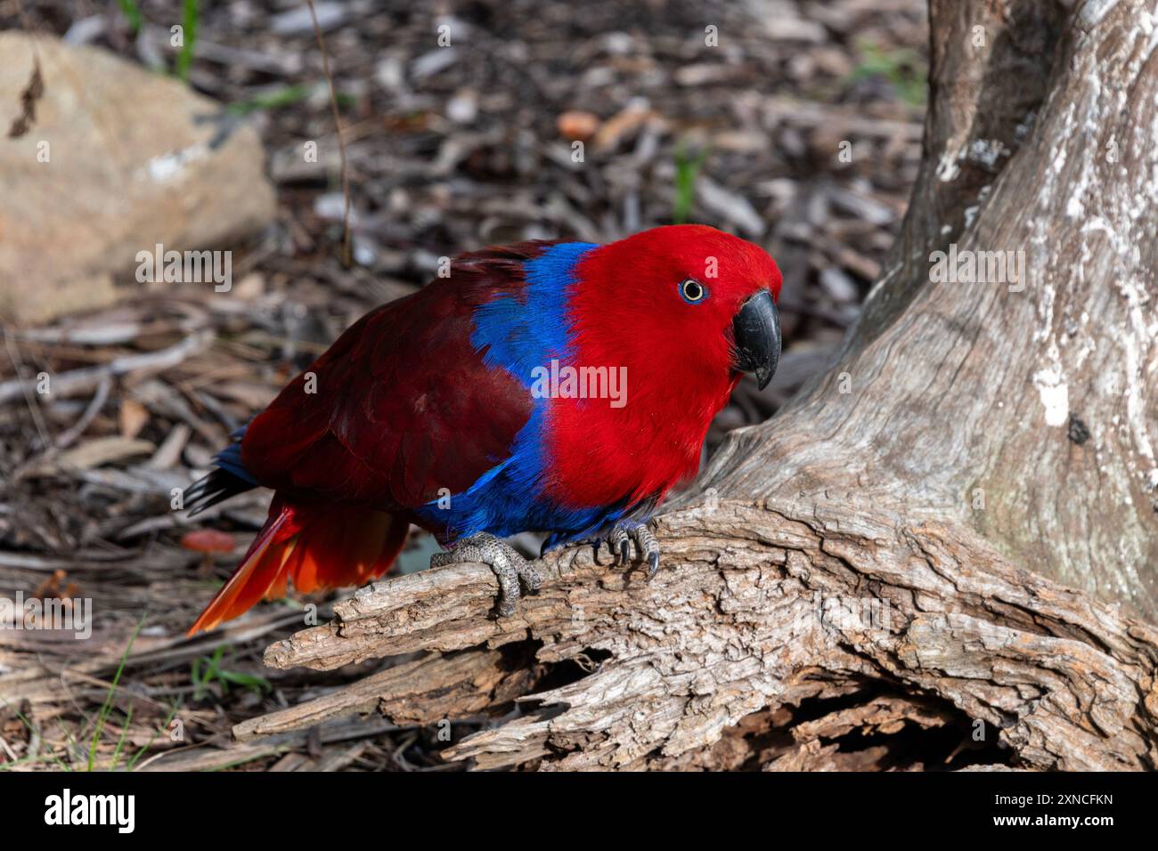 Une femelle rouge Eclectus perroquet (Eclectus roratus) dans son enclos à East Coast Natureworld, un parc naturel de Tasmanie et d'écologie à Bich Banque D'Images