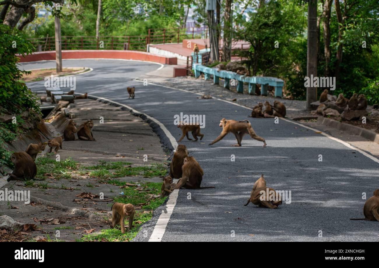 Monkey Hills Phuket Banque D'Images