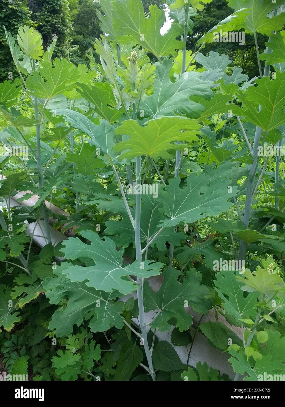 Panache coquelicot (Macleaya cordata) Plantae Banque D'Images