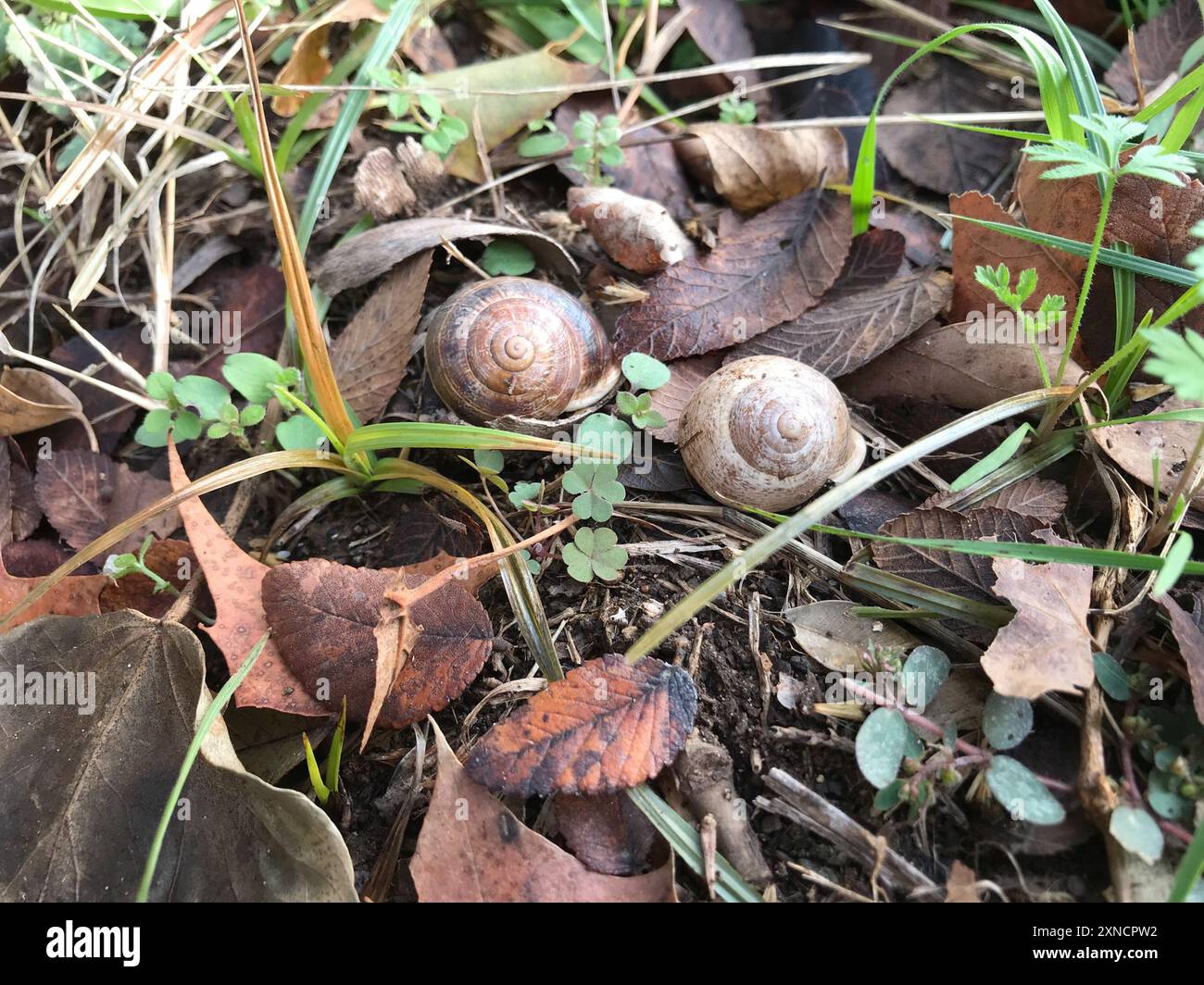 Escargot de lait (Otala lactea) mollusque Banque D'Images