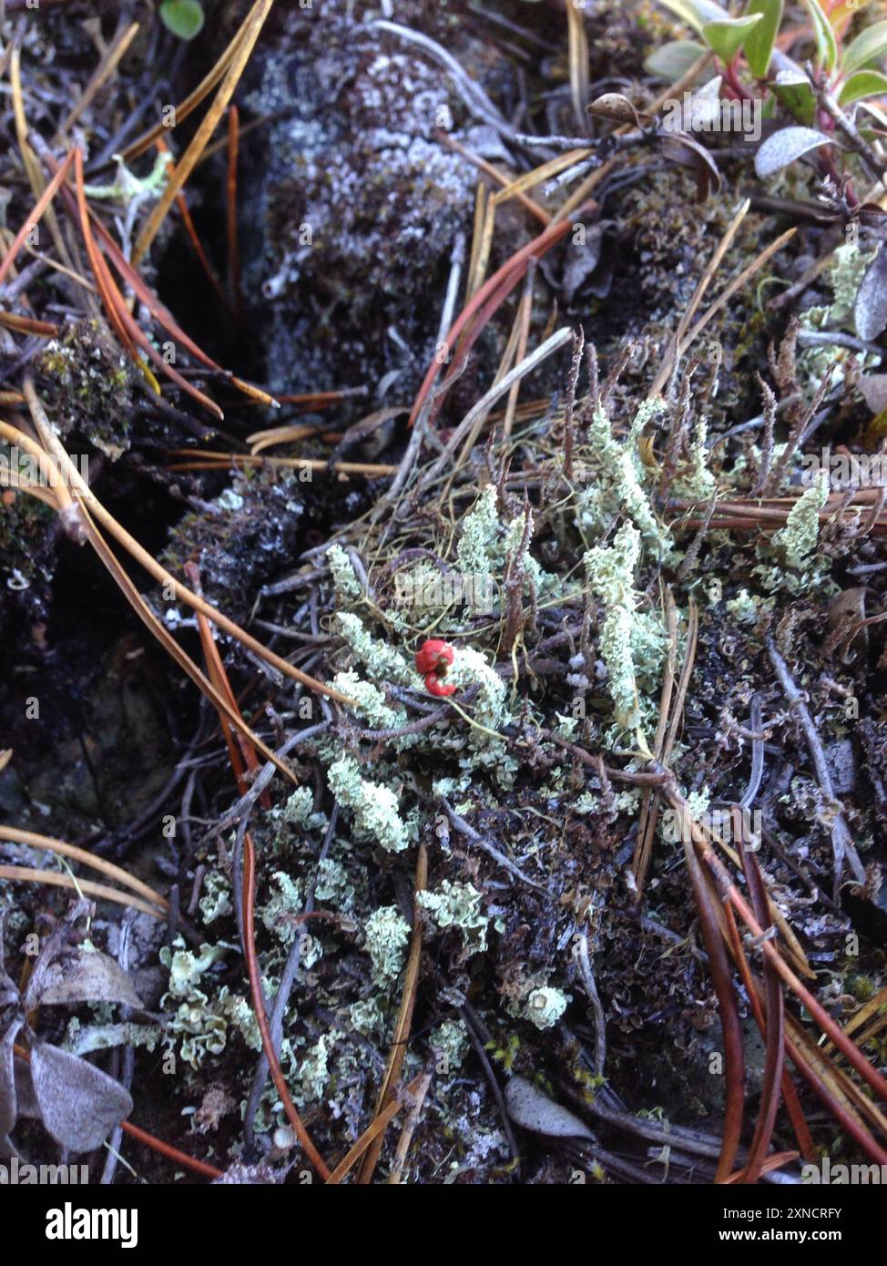 Soldats jouets (Cladonia bellidiflora) champignons Banque D'Images