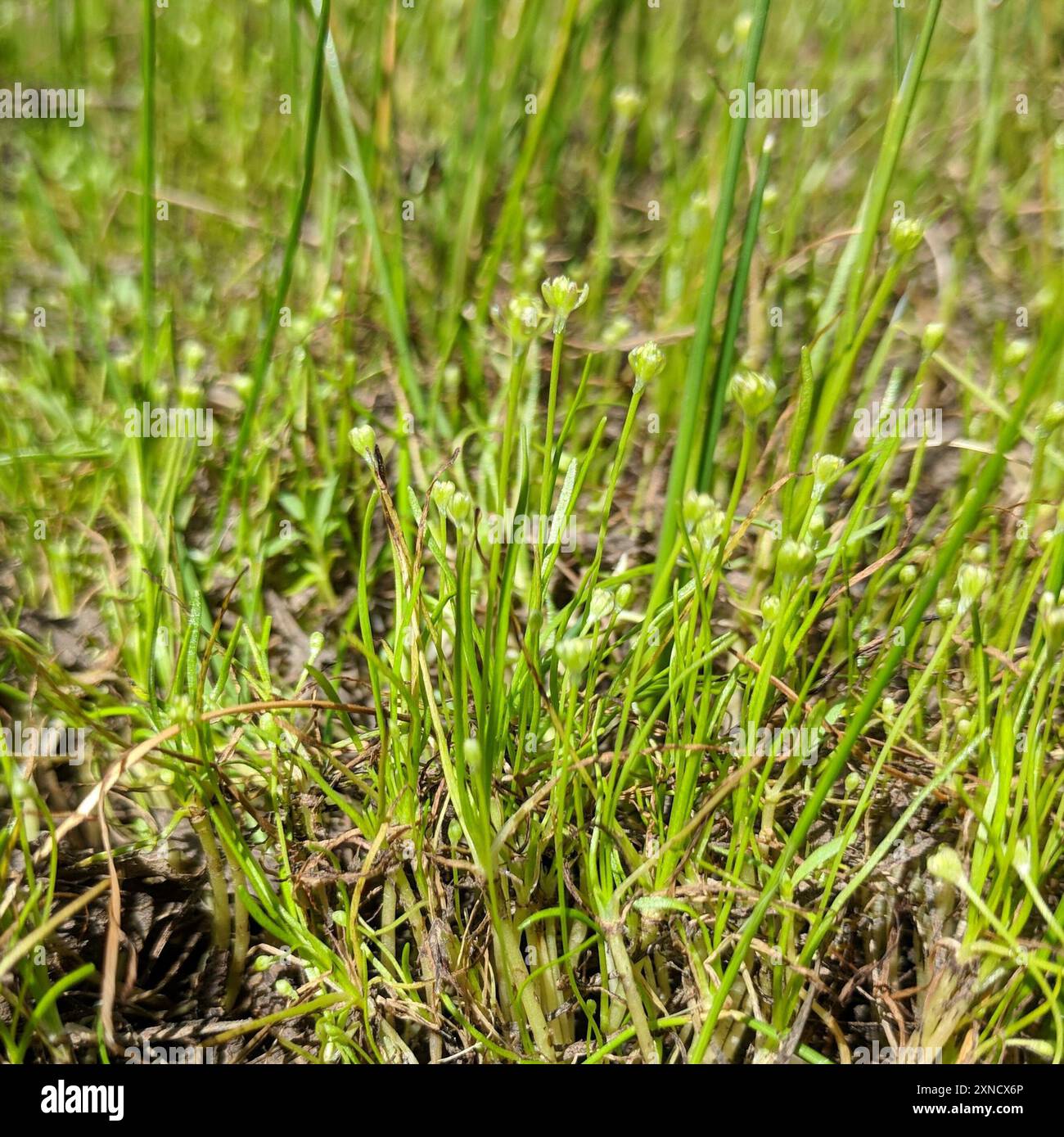 Petite queue de mousette (Myosurus minimus) Plantae Banque D'Images