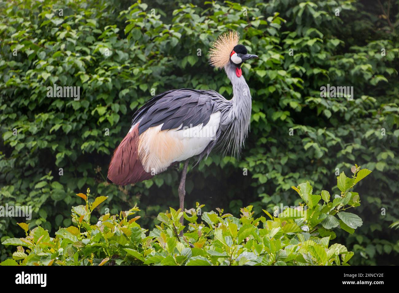 Grue à couronnes grises (Balearica regulorum), oiseau perché sur un arbre. Grue à couronne dorée, grue à crête, grue sud-africaine Banque D'Images