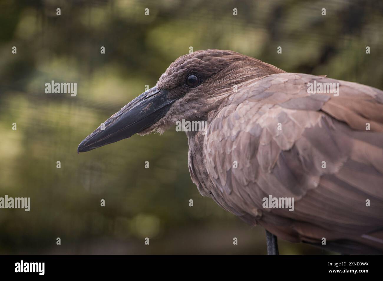 Gris foncé Hamerkop (Scopus umbretta) échassier perché près d'un étang à poissons. Banque D'Images