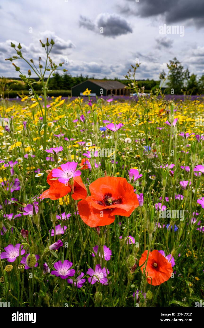 Coquelicots dans une prairie de fleurs sauvages avec une grange en arrière-plan. Moody Sky Banque D'Images