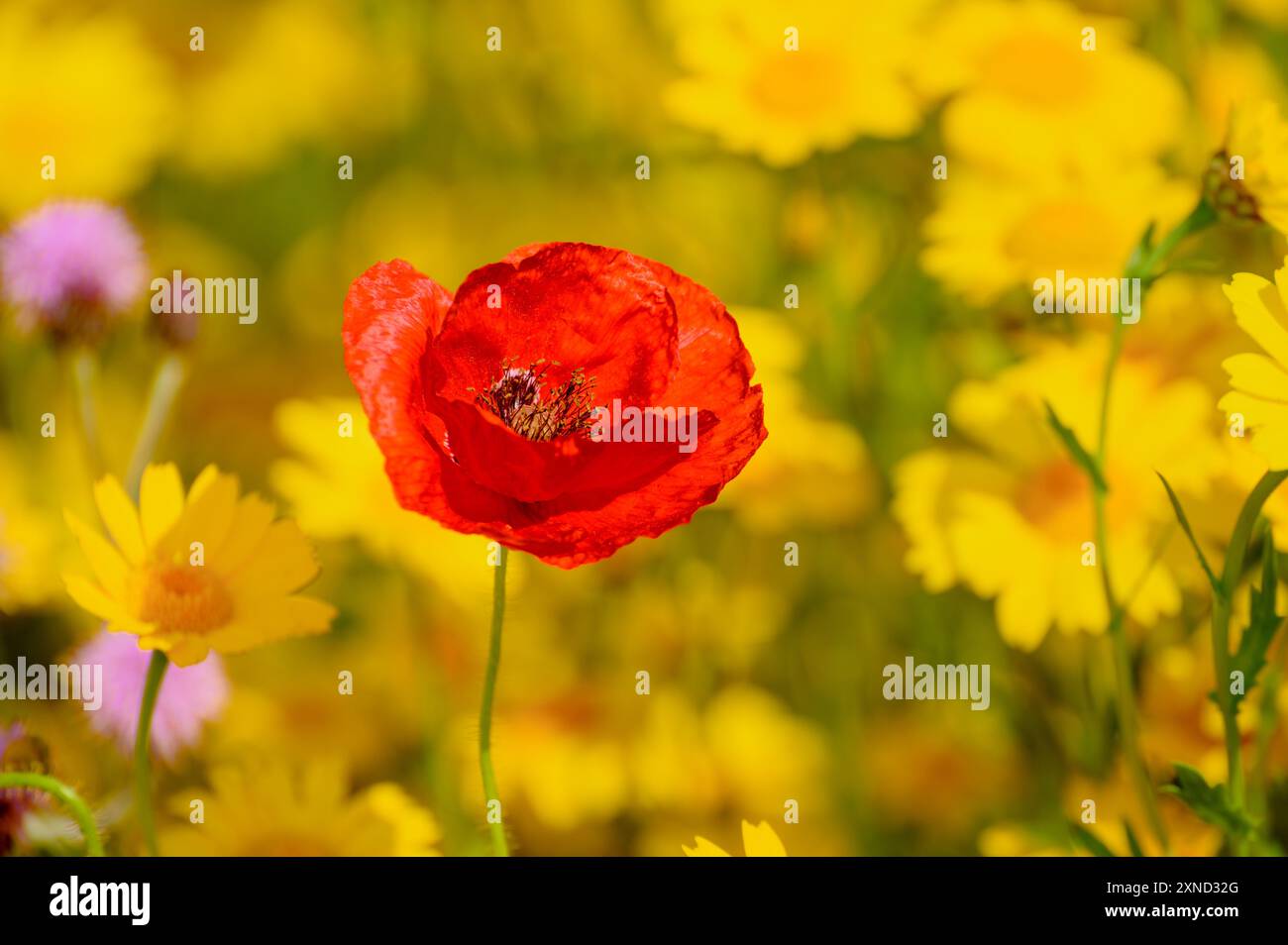 Un coquelicot parmi les fleurs sauvages. Banque D'Images