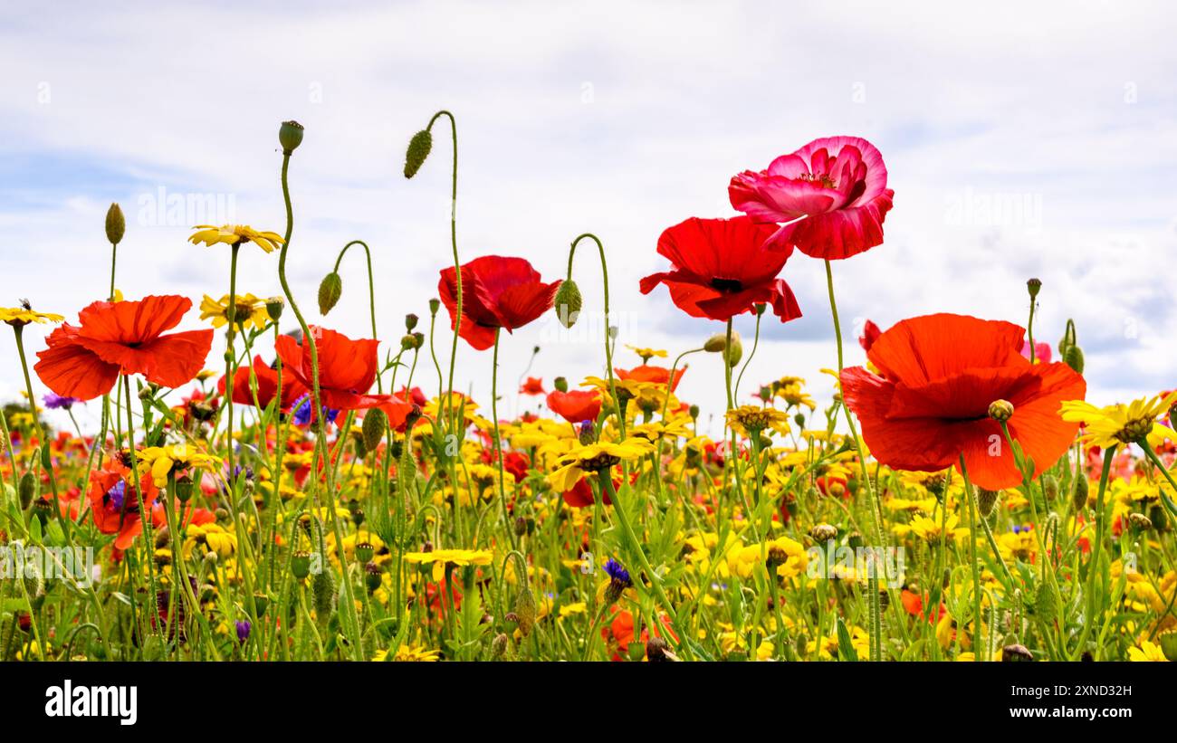 une culture panoramique de coquelicots dans une prairie de fleurs sauvages. Banque D'Images