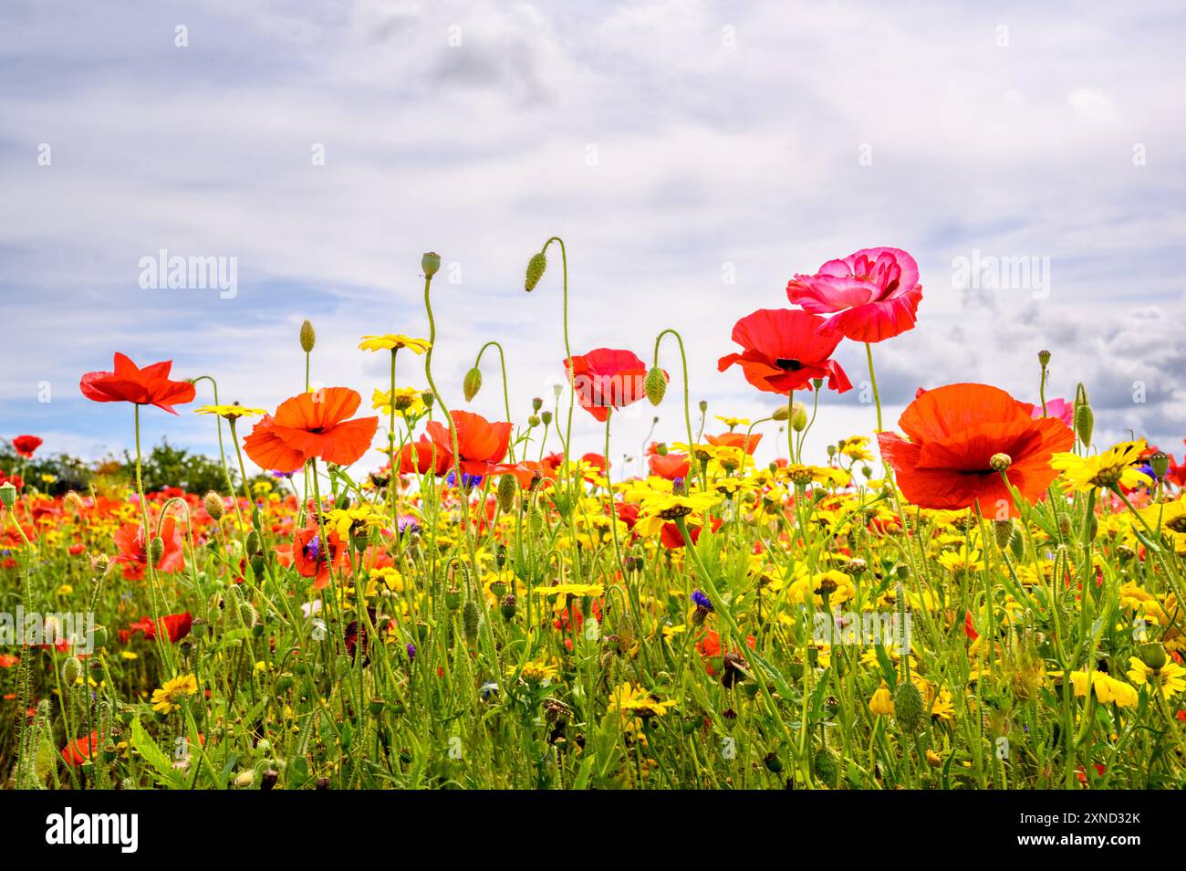 Regardant les coquelicots poussant dans un pré de fleurs sauvages Banque D'Images