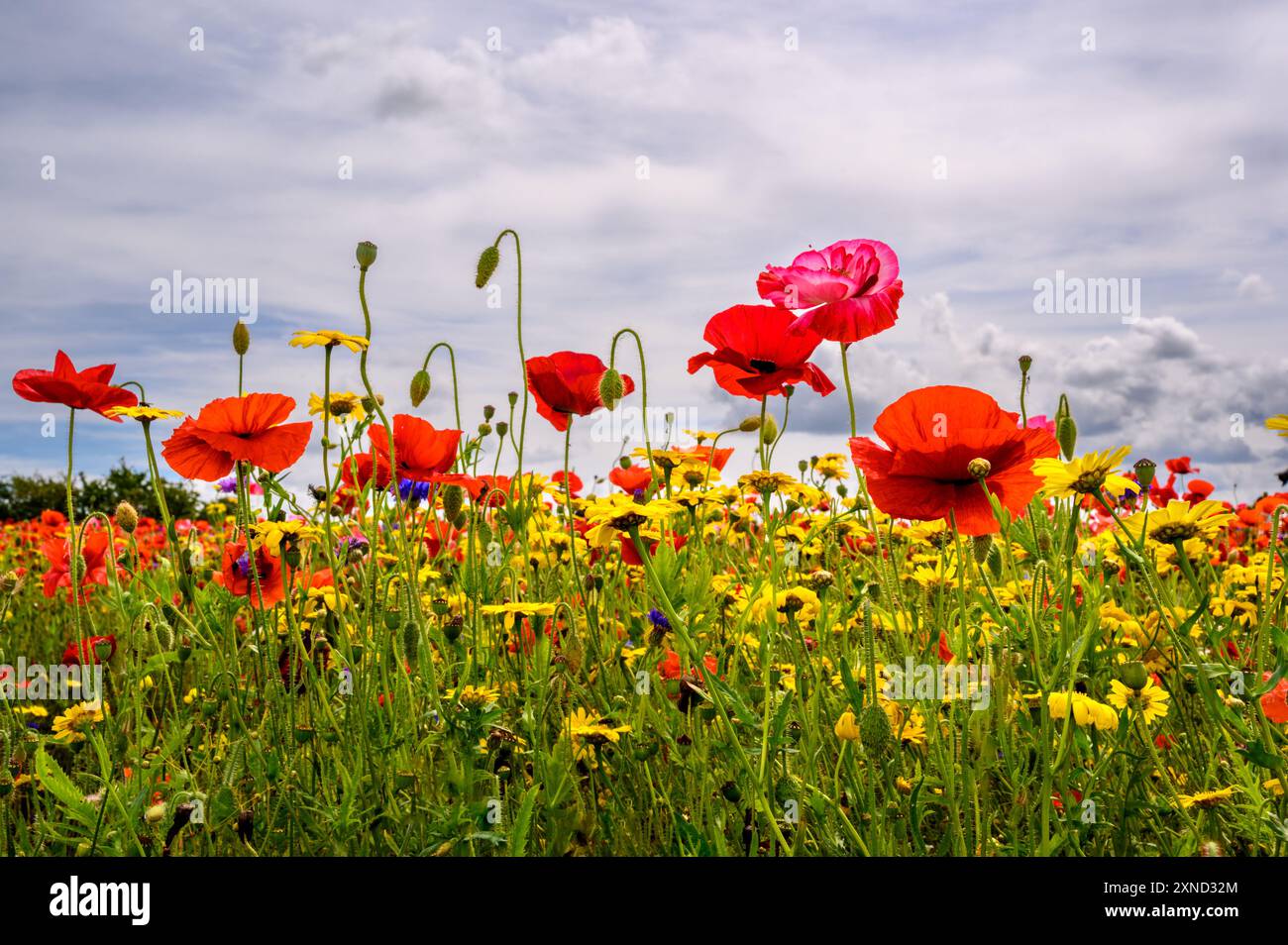 Regardant les coquelicots poussant dans un pré de fleurs sauvages Banque D'Images