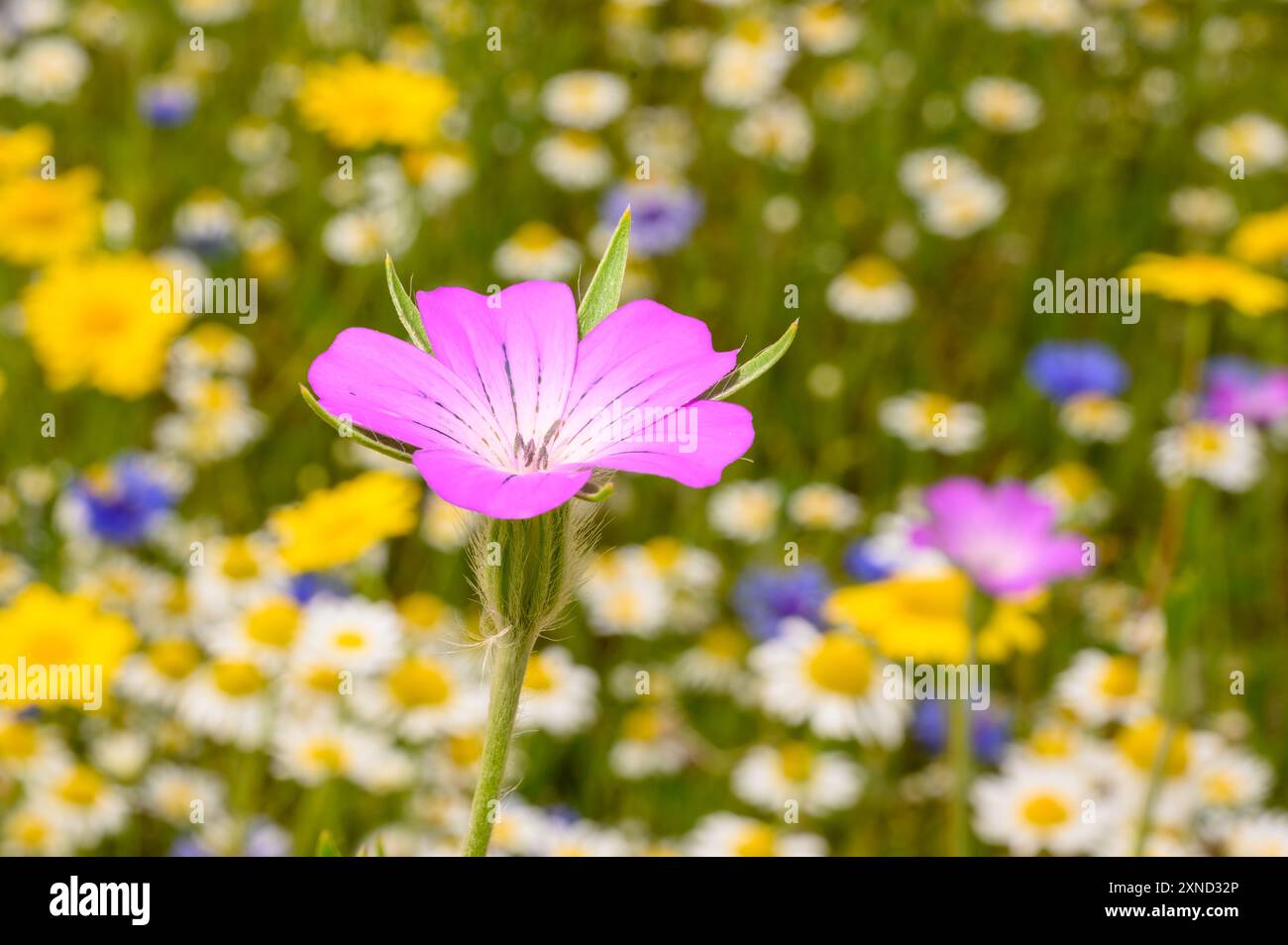 Fleur rose entre les fleurs sauvages Banque D'Images